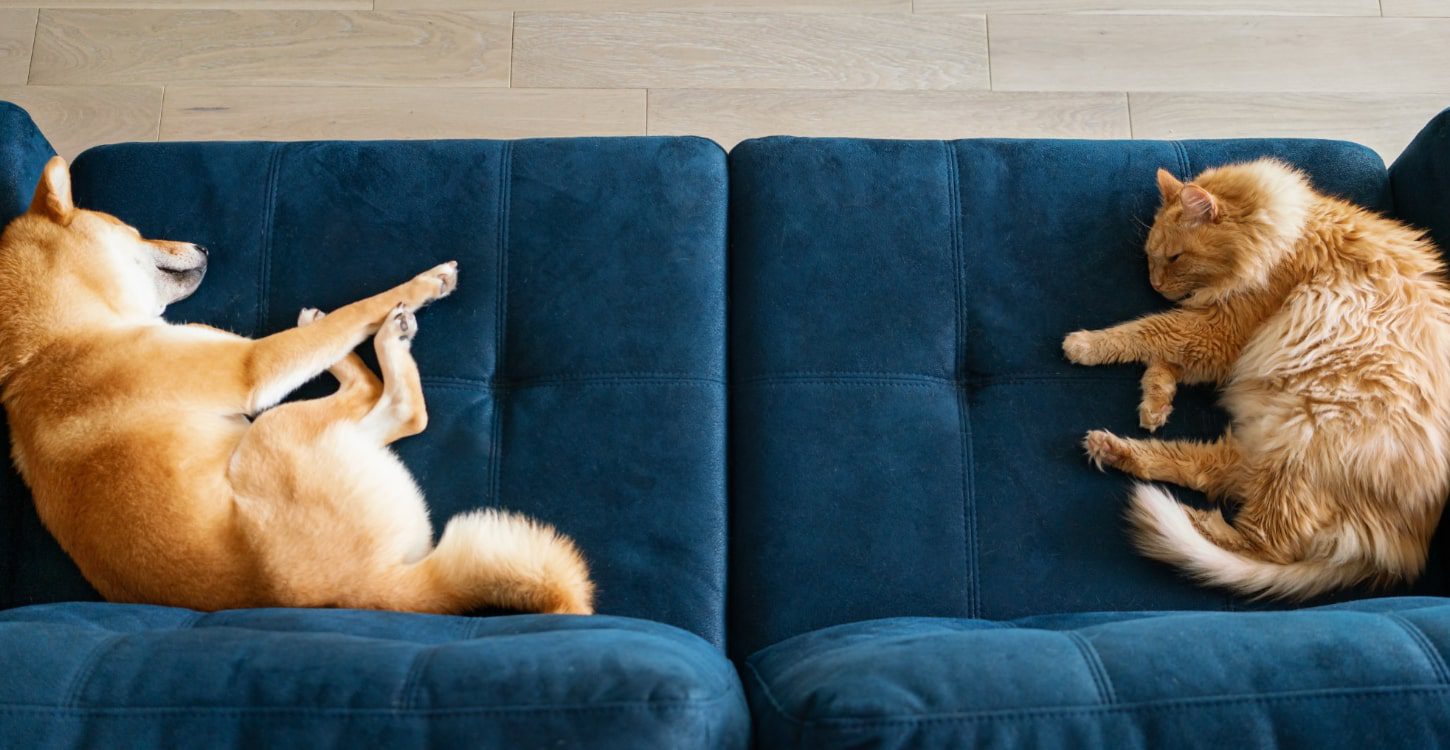 Two Pets Laying on Blue Couch Reduce Indoor Humidity